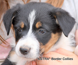 Triclour, Female, Smooth to medium coated, border collie puppy